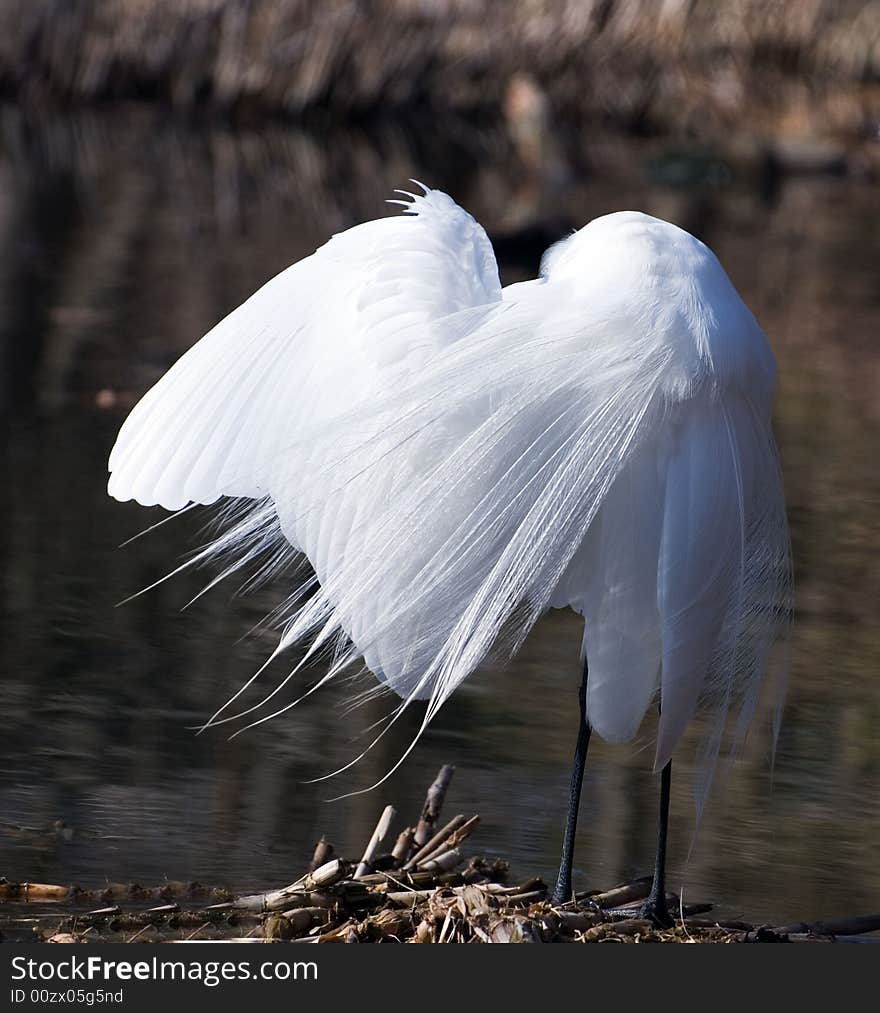 Great white egret cleans plumelets