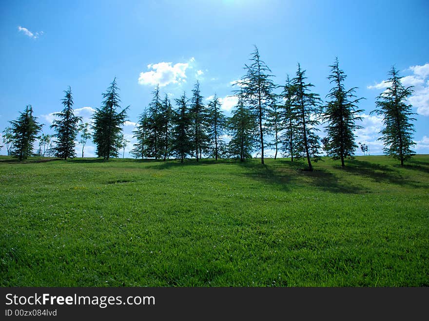 Christmas tree on the grass. Christmas tree on the grass