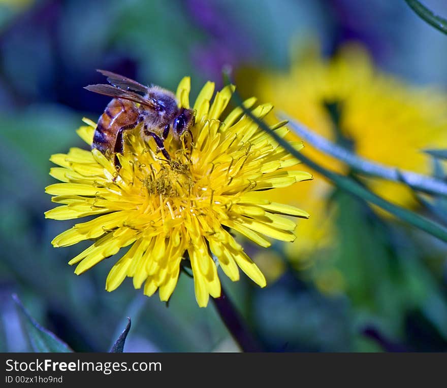 Bee and yellow dandelion