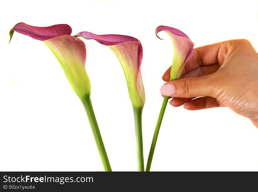 Group of Calla Lilies