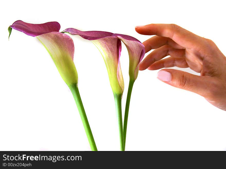 Group of Calla Lilies