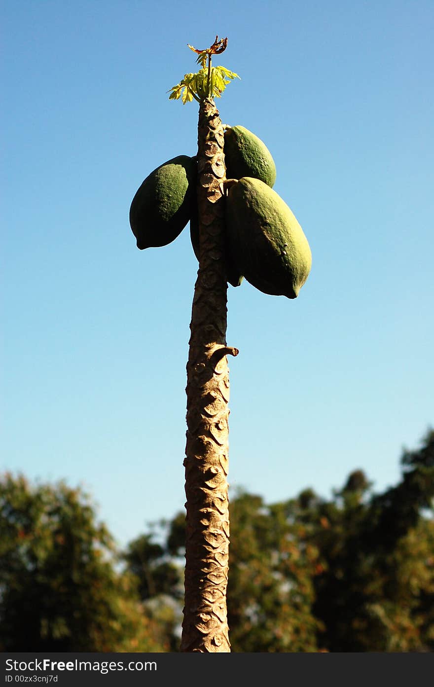 One melon tree in HaNi folk town of XiShuangBanNa city of YunNan, China