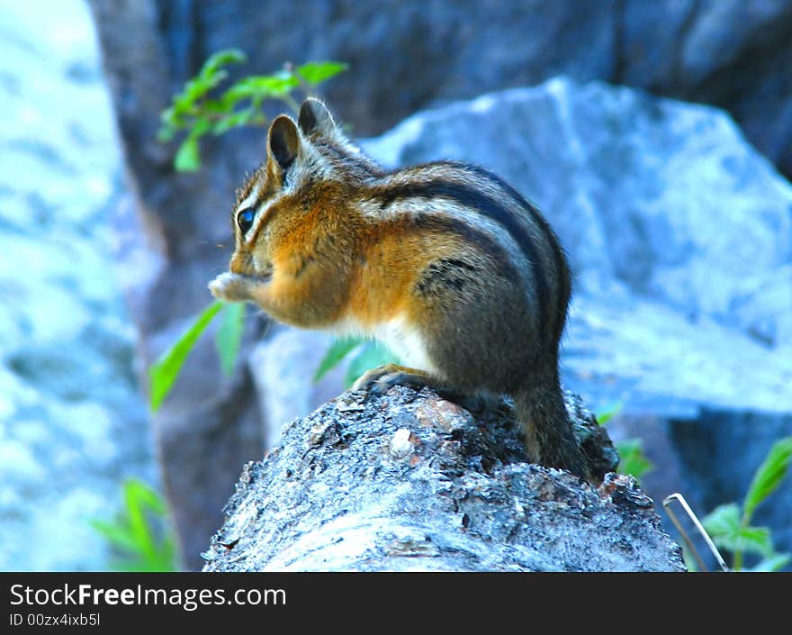 Squirrel in Glacial national park in Montana