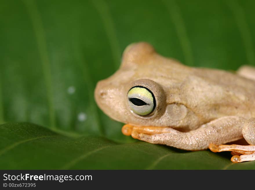 Frog lying on a leaf. Frog lying on a leaf