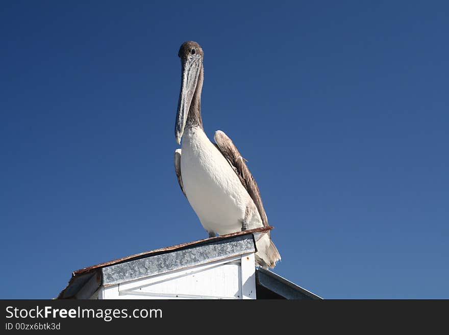 Watchful Pelican