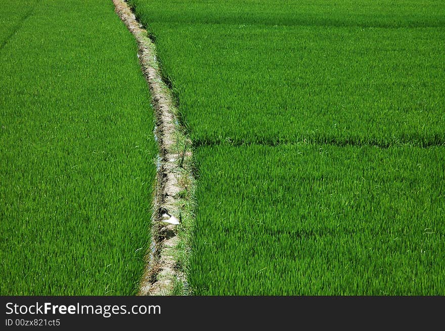 Picturesque summer landscape of countryside. Picturesque summer landscape of countryside