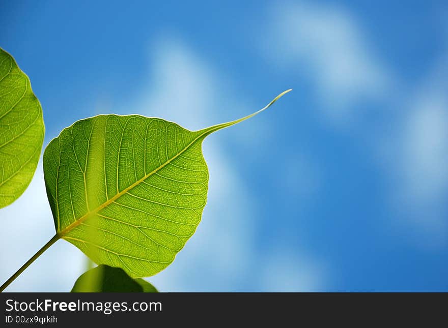 Green leaf on the blue sky background