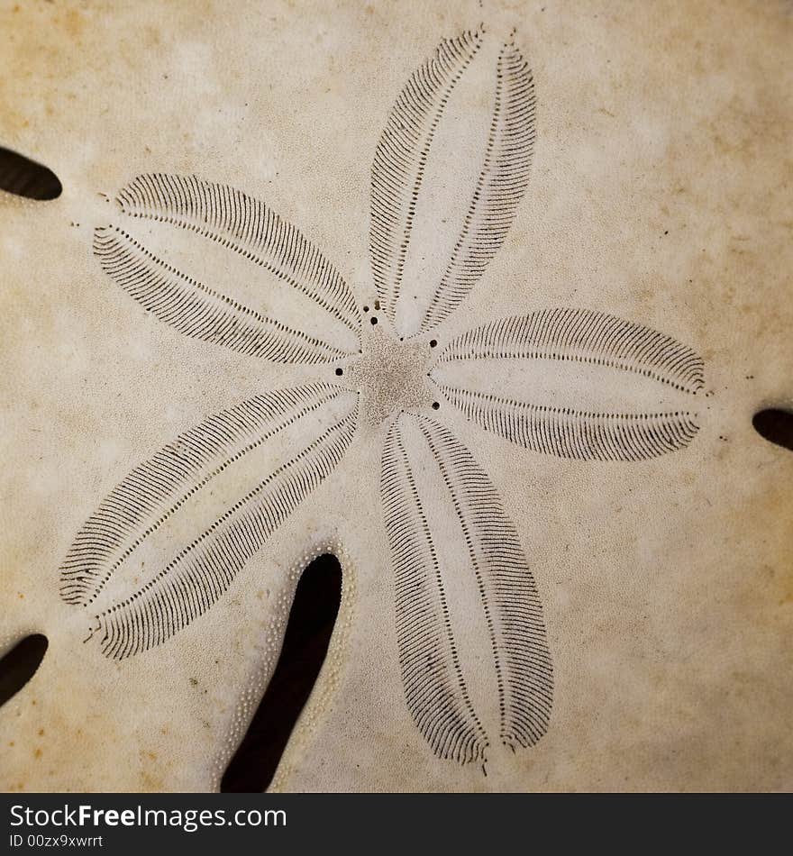 Sand dollar