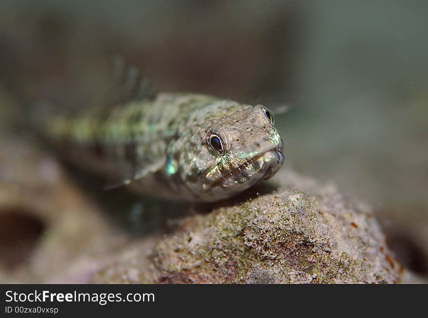 Lizard fish rsting on coral