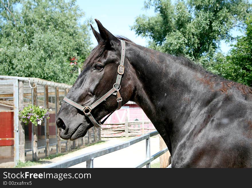 Portrait of black horse on farm's background. Portrait of black horse on farm's background