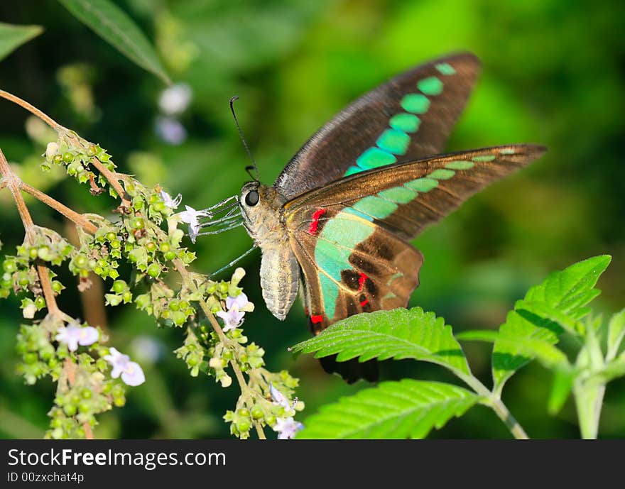 The beautiful butterfly （Graphium sarpedon ）