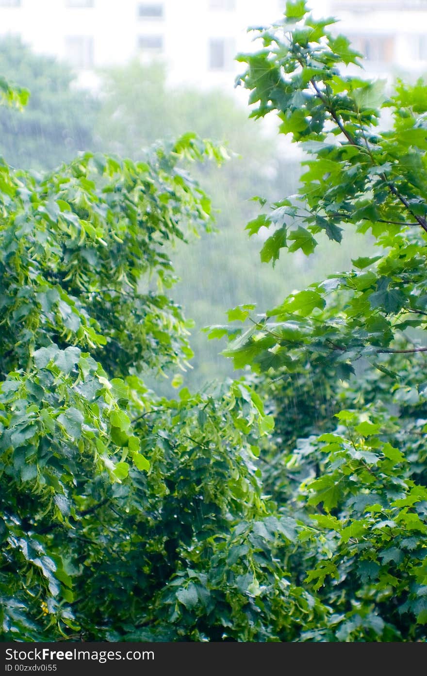 Vivid maple leaves under rain