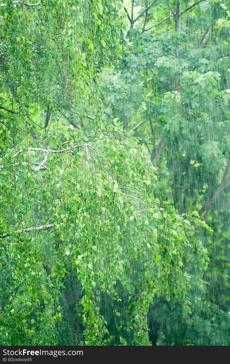 Vivid maple and birch leaves under rain