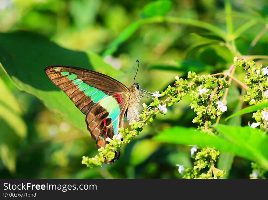 butterfly （Graphium sarpedon ）