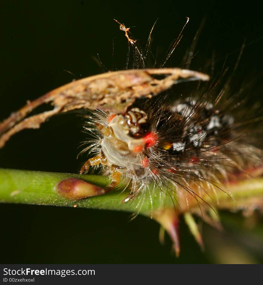 The caterpillars on the leaf in the field .