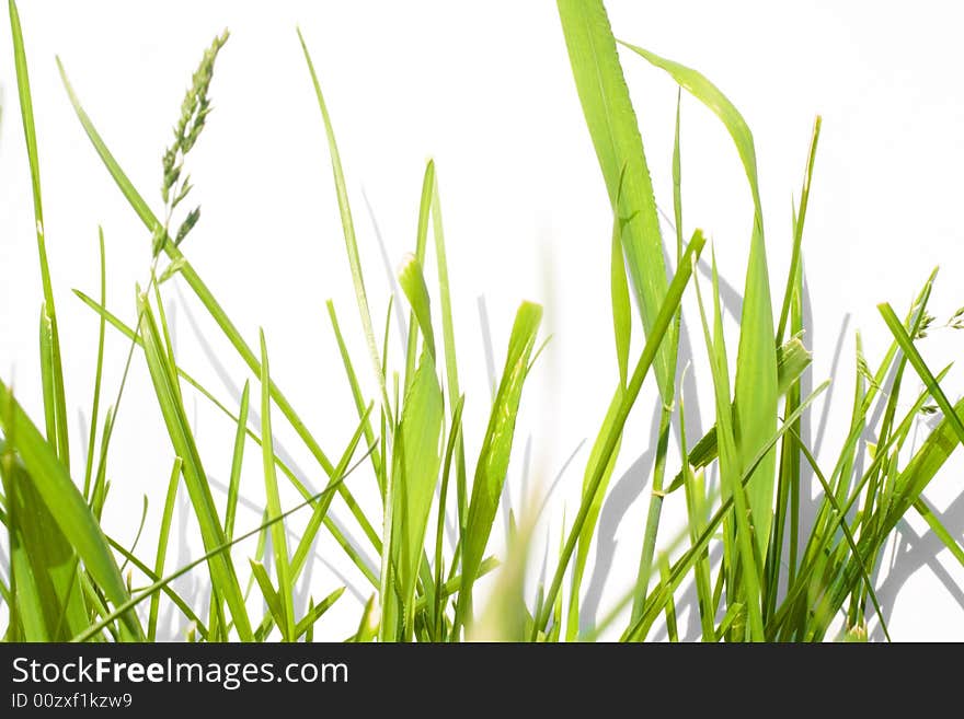 Green Grass isolated on white background