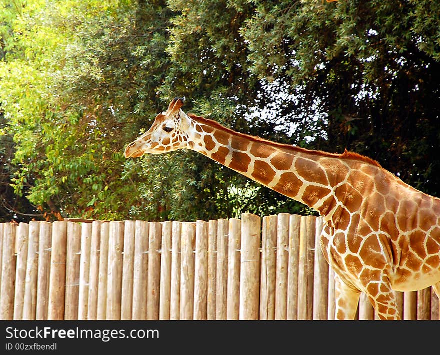 Giraffe stretching neck out looking for food