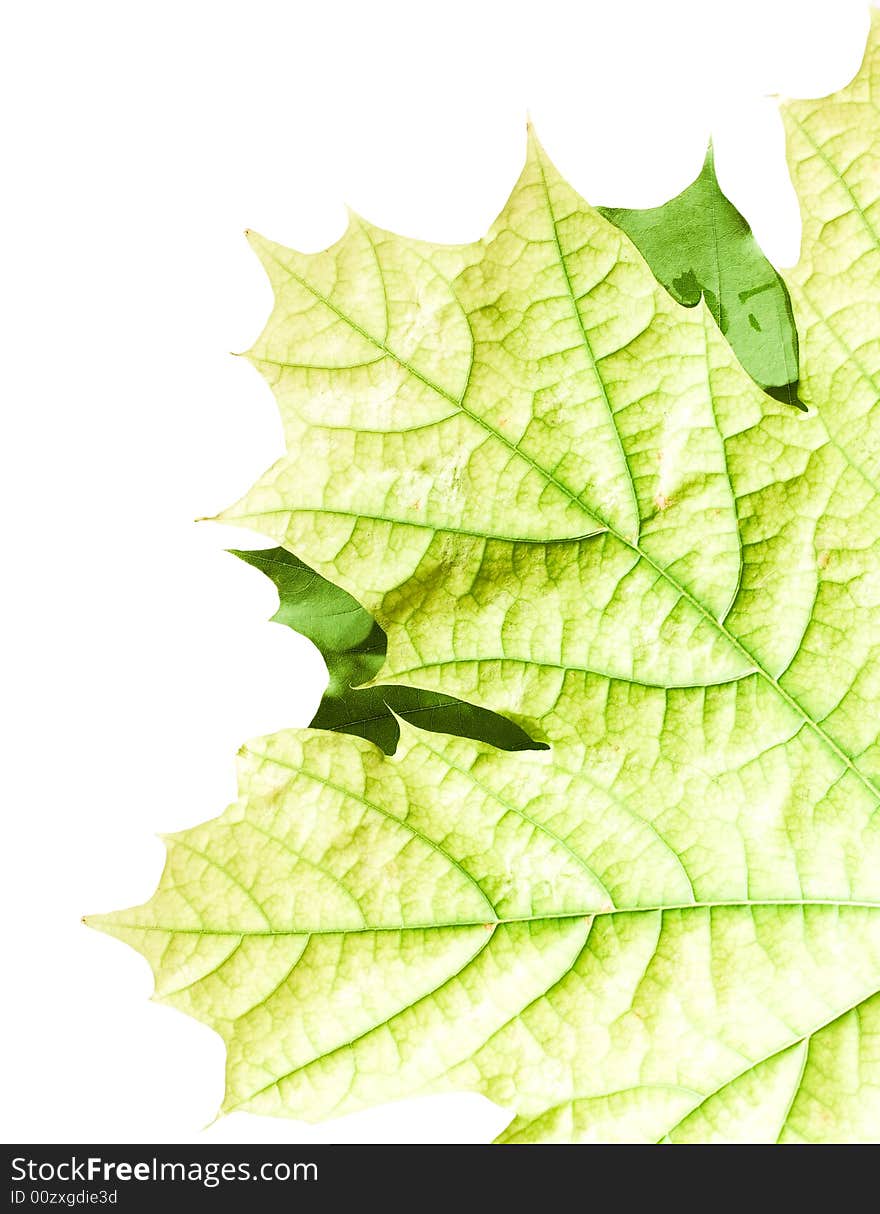 Leaves on white