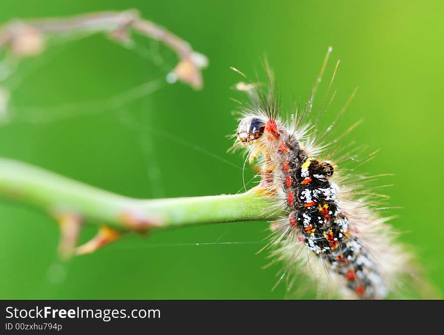 The caterpillars on the leaf in the field .