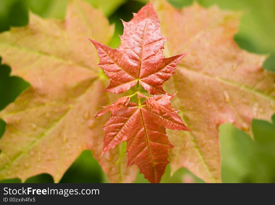 Close up of Red leaves