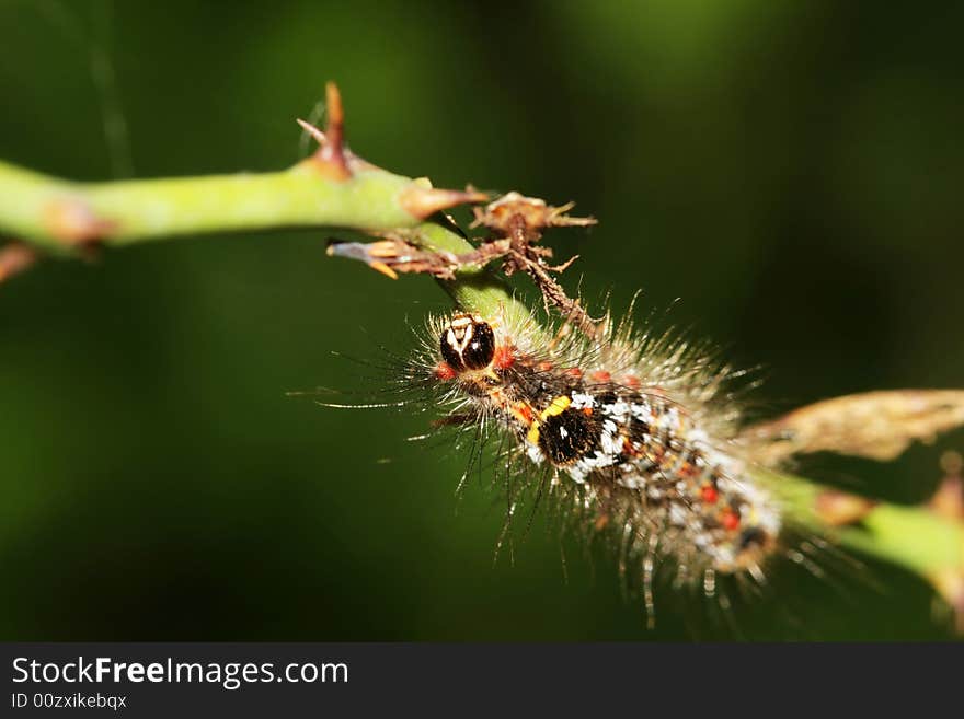 The caterpillars on the leaf in the field .