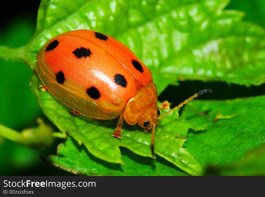 The bug on the plant with a green background