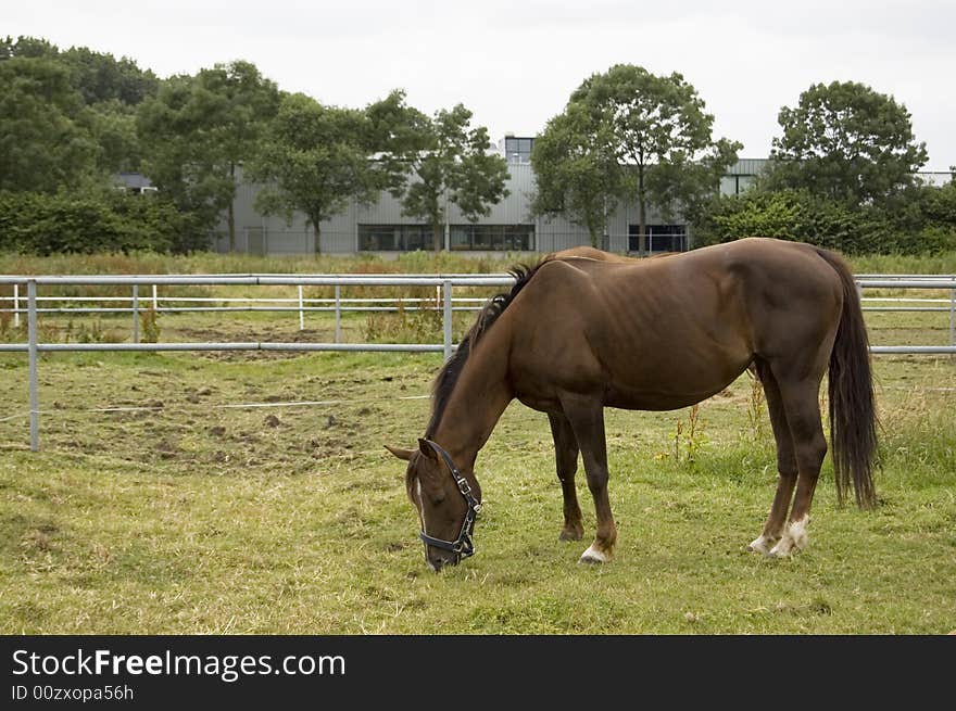 Brown female horse grazing outside in the summer