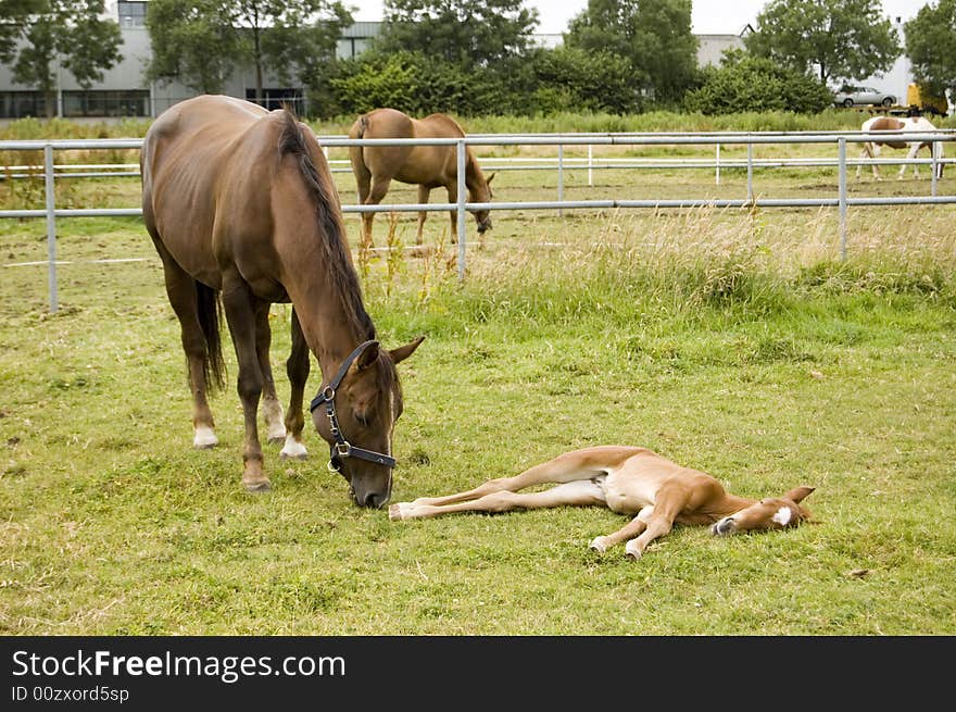 Mother and foal