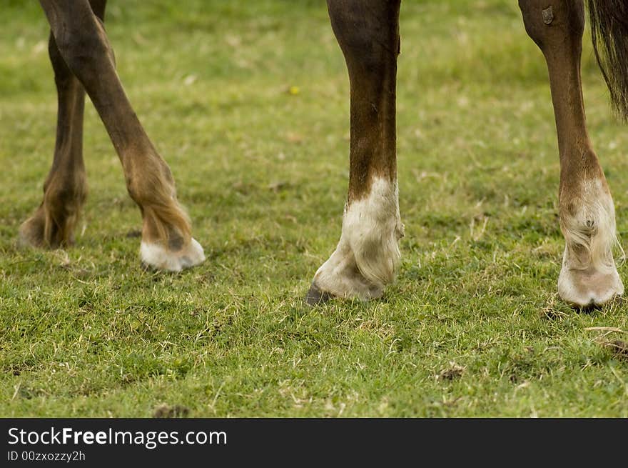 Legs of a mare horse. Legs of a mare horse