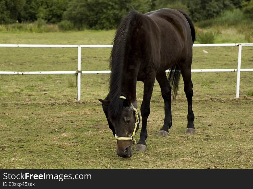 Dark brown horse grazing on land