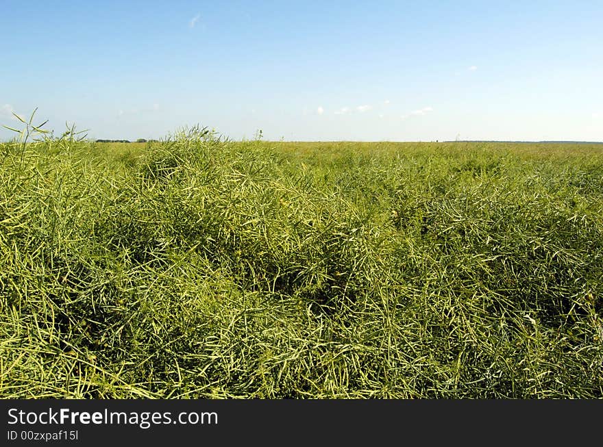 Rape Field