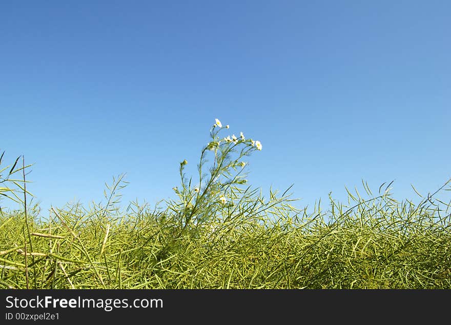 Rape field