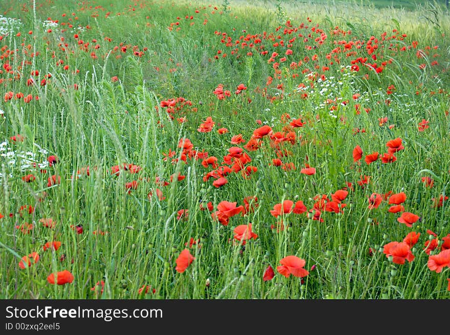 Poppies