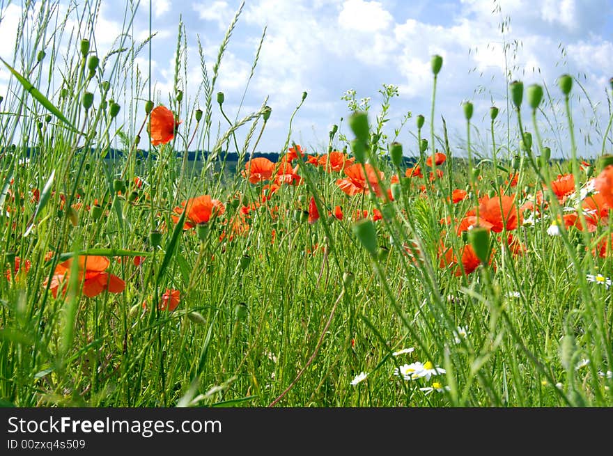 The field with red poppies