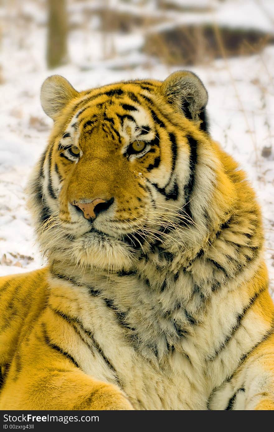 Tiger in centre of the rehabilitations animal