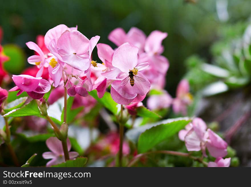 Flawers in garden and bee. Flawers in garden and bee