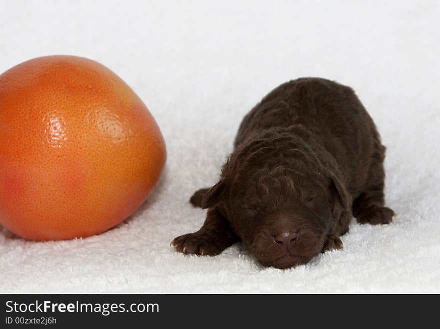 Fruit Pup