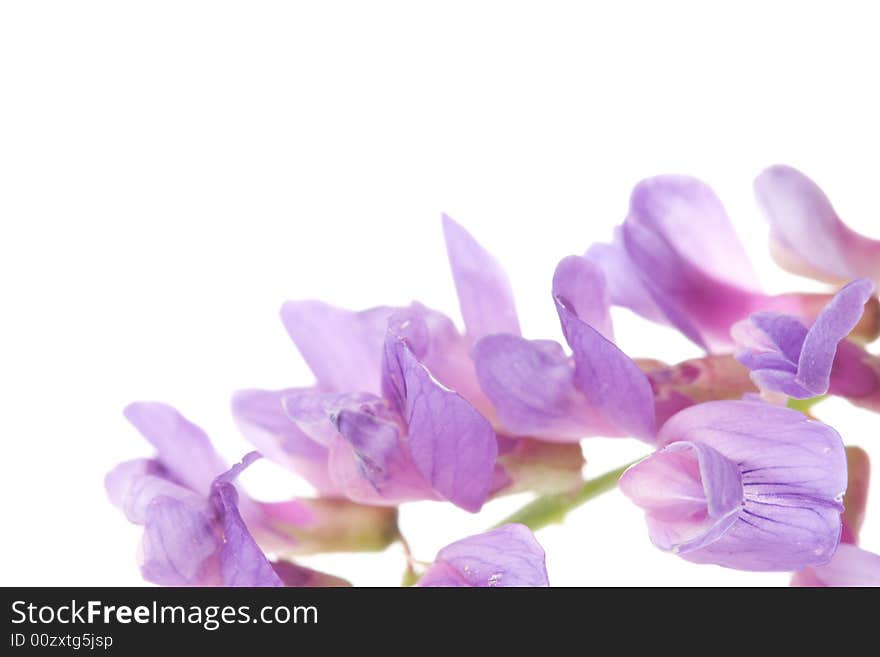 Macro beautiful violet flower with white background, copy space for the text