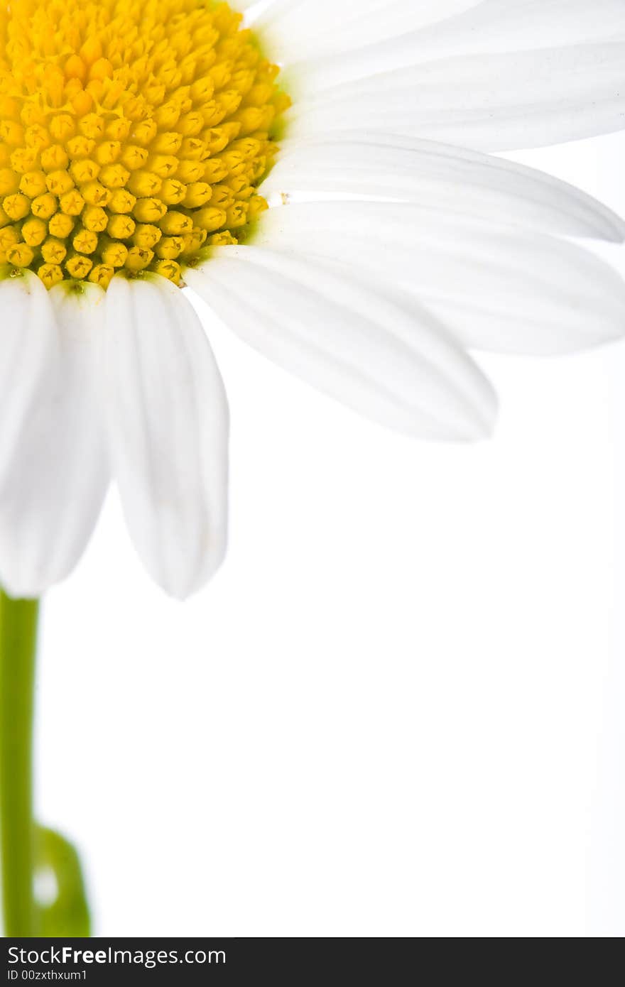 Closeup macro white daisy with yellow center. Copy space for text. Closeup macro white daisy with yellow center. Copy space for text