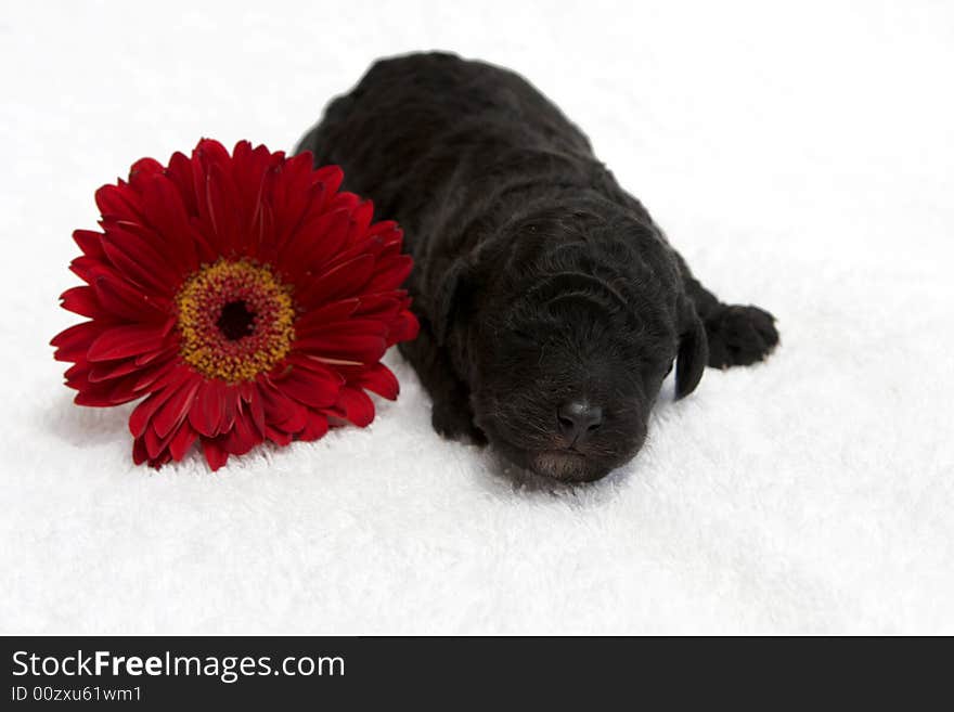 Red Pup