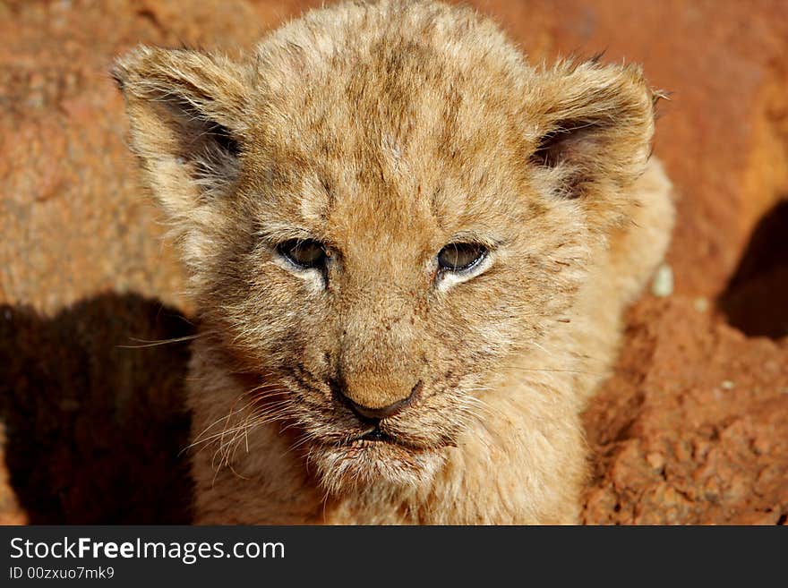 Lion Cub