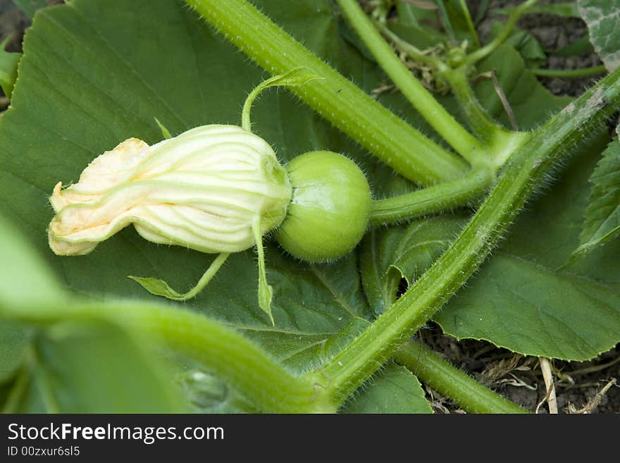 Young fruit of a vegetable marrow with a flower in a garden