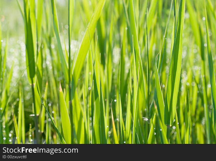 Green grass background