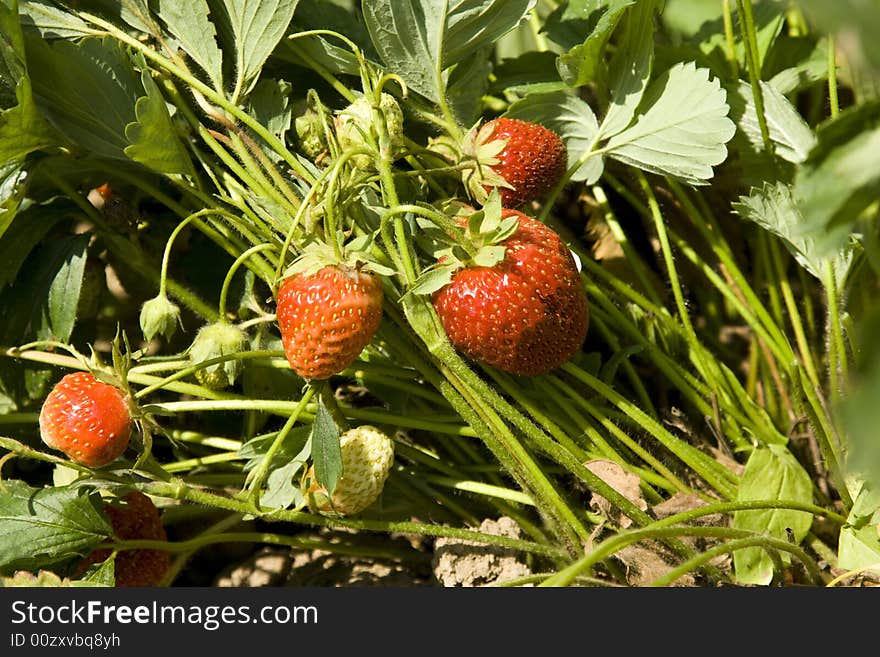 Red strawberry fruits with green leafs