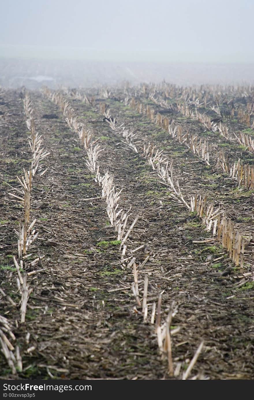 A foggy field in the morning