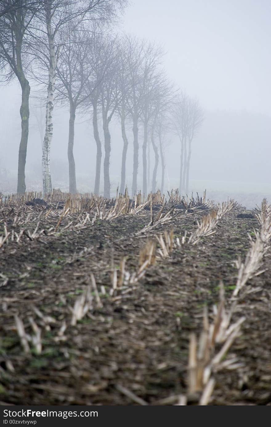 A foggy field in the morning