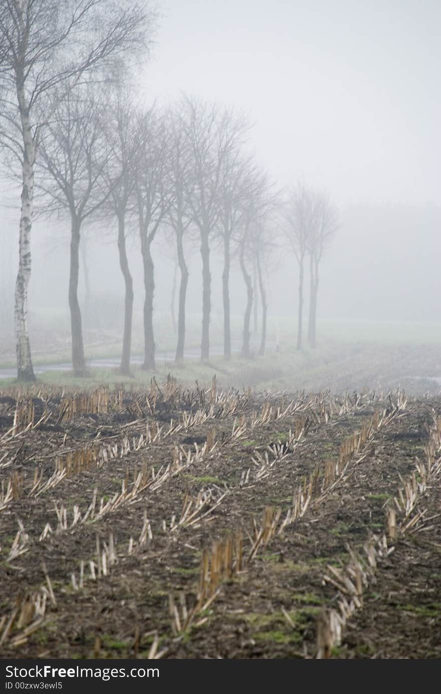 A foggy field in the morning