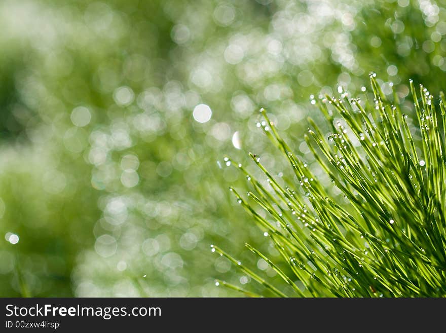 Green natural background