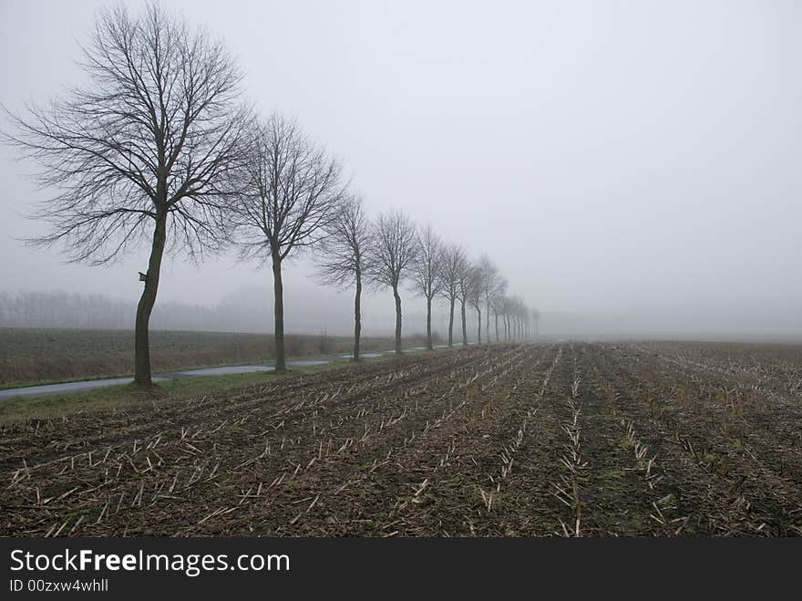 A foggy field in the morning