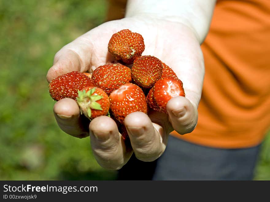 Garden strawberry in a female hand